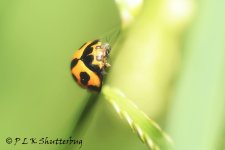 15B_0730#2_webshot.jpg 15B_0730#2_webshot.jpg