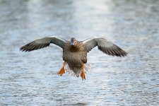 DSC_7444.jpg