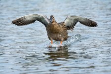 DSC_7446.jpg
