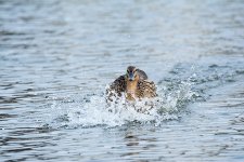 DSC_7447.jpg