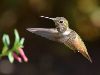 Hummer4.jpg