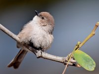 Tit.jpg