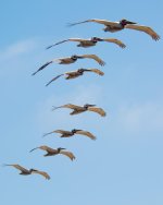 PeliFlight-2.jpg