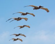 PeliFlight-1.jpg