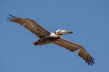 PeliFlight-3.jpg