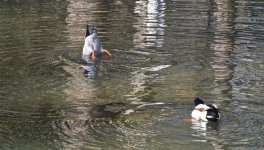 Duck Butt.jpg