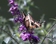 DSC_1093.jpg