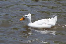 DSC_0138.jpg