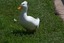 DSC_0140.jpg