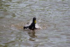 DSC_0157.jpg