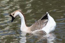 DSC_0175.jpg