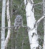 Owl mod 4.jpg