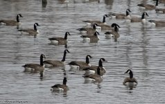DSC_8731.jpg
