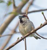 DSC_7516.jpg