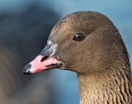 DSC_7535.jpg