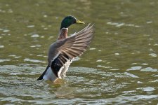 DSC_7629.jpg