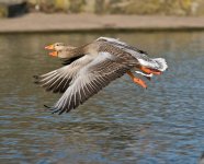 DSC_7547.jpg
