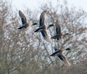 DSC_7596.jpg
