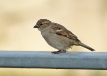 DSC_7667.jpg