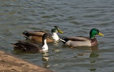 DSC_7739.jpg