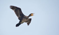 DSC_7715.jpg
