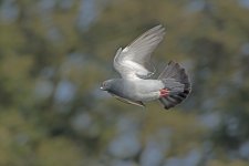 DSC_7699.jpg