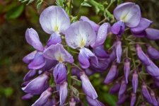 Wisteria.jpg