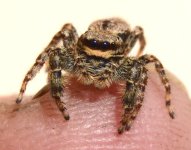 Marpissa muscosa female.jpg