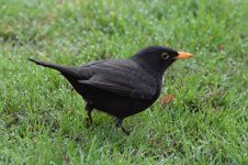 DSC_1944.jpg