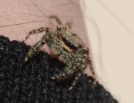 Marpissa muscosa female 2.jpg