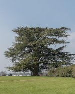Big Tree.jpg