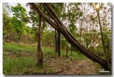 in-the-woods-3 (1).jpg
