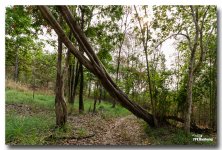 in-the-woods-3 (3).jpg