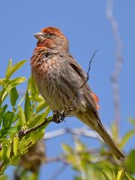 Finch.jpg
