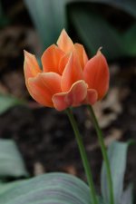 DSC_1987.jpg