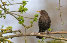 Blackbird.jpg