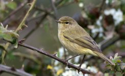 Chiffchaff2.jpg