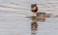 GC-Grebe.jpg