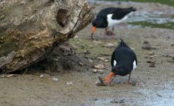 Oystercatcher2.jpg