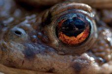 Toad eye reflection-3.jpg