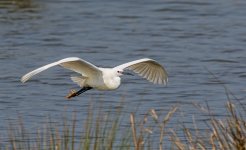 Egret.jpg