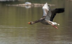 Greylag2.jpg