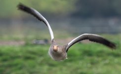 Greylag3.jpg