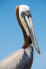 Peliportraits-1.jpg