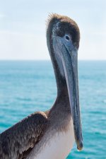 Peliportraits-2.jpg