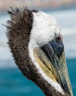 Peliportraits-3.jpg