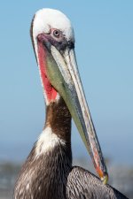 Peliportraits-7.jpg