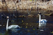 swan-0240.jpg