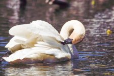 swan-0284.jpg