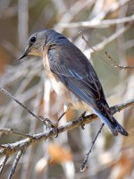 Bluebird.jpg